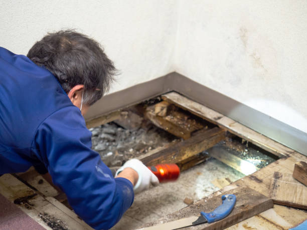 Reliable Columbia, CA Mold Remediation Solutions