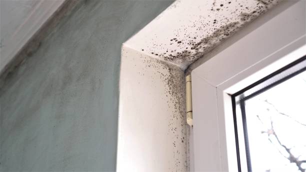 Best Bathroom Mold Remediation in Columbia, CA