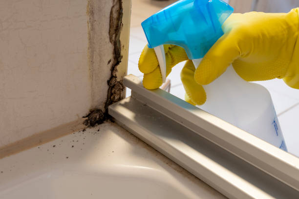 Best Commercial Mold Remediation in Columbia, CA