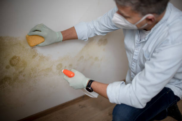 Best Health and Safety Mold Remediation in Columbia, CA
