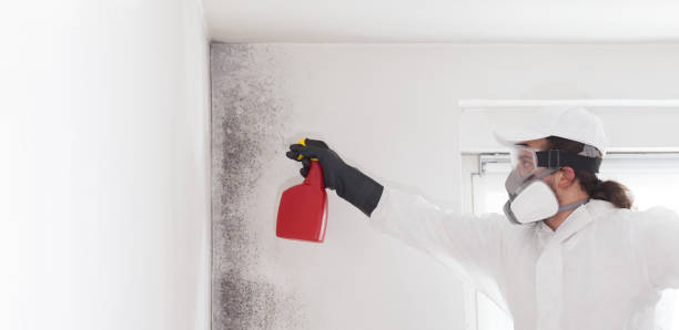 Best Localized Mold Remediation (e.g., coastal areas, humid climates) in Columbia, CA