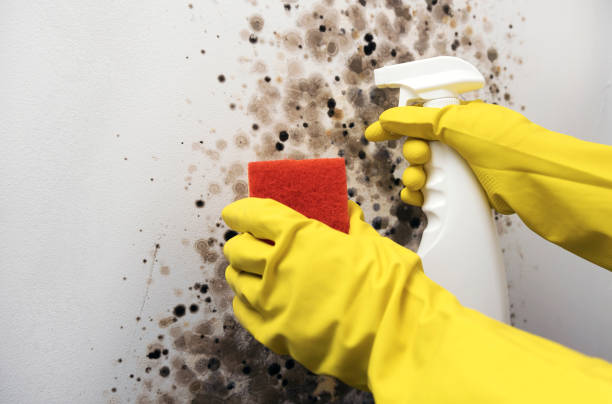 Best Preventive Mold Services in Columbia, CA