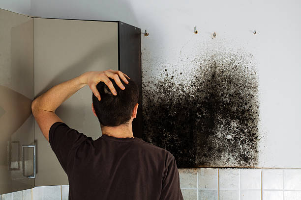 Best DIY Mold Remediation Support Services in Columbia, CA