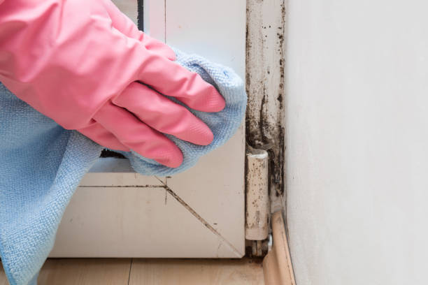 Best Black Mold Remediation in Columbia, CA