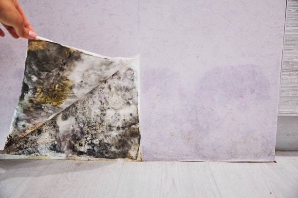 Best Emergency Mold Remediation in Columbia, CA